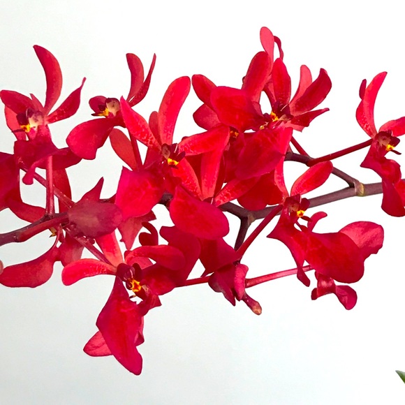 Meet your Posher, Carmen - Picture 1 of 1